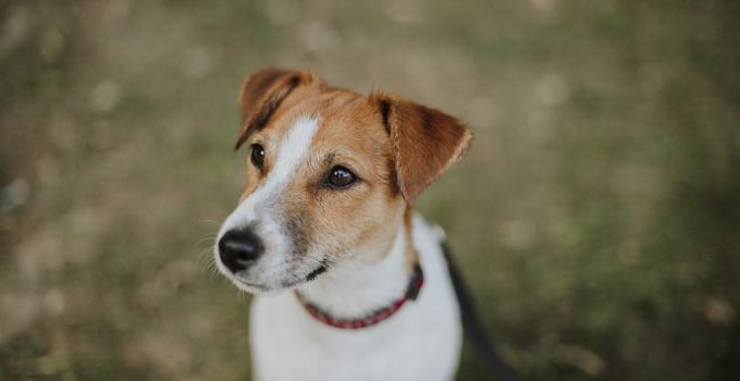 jack-russel-terrier-pic2
